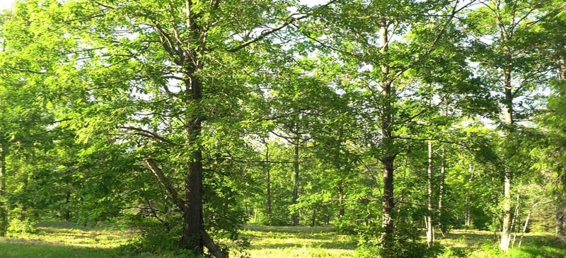 83xxx - Lot 6 Ashwabay Heights Rd, Bayfield, WI 54814