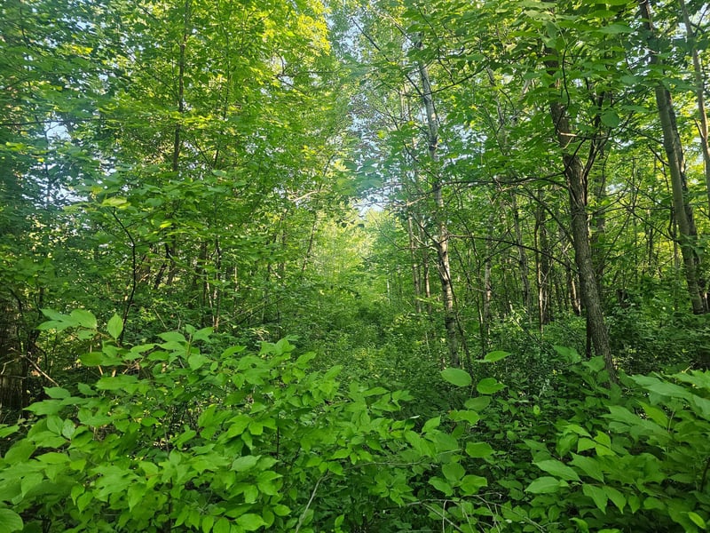 TBD Lot 1 Bunny Ln, Crosby, MN 56441