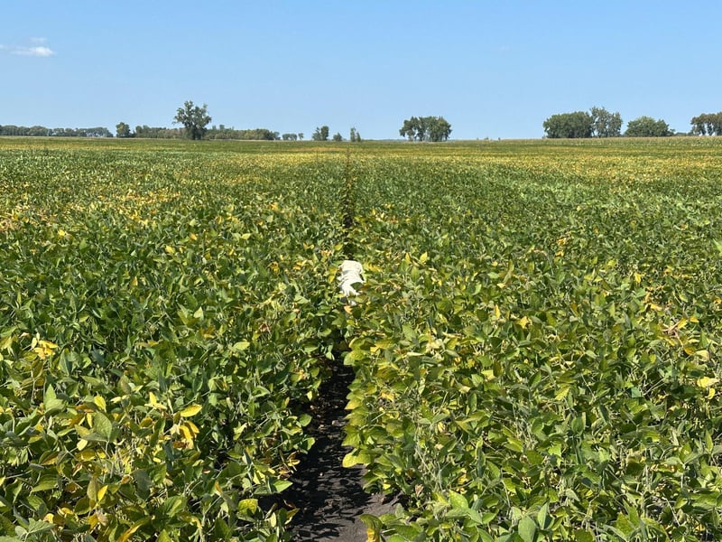 TBD County 8, Campbell, MN 56522