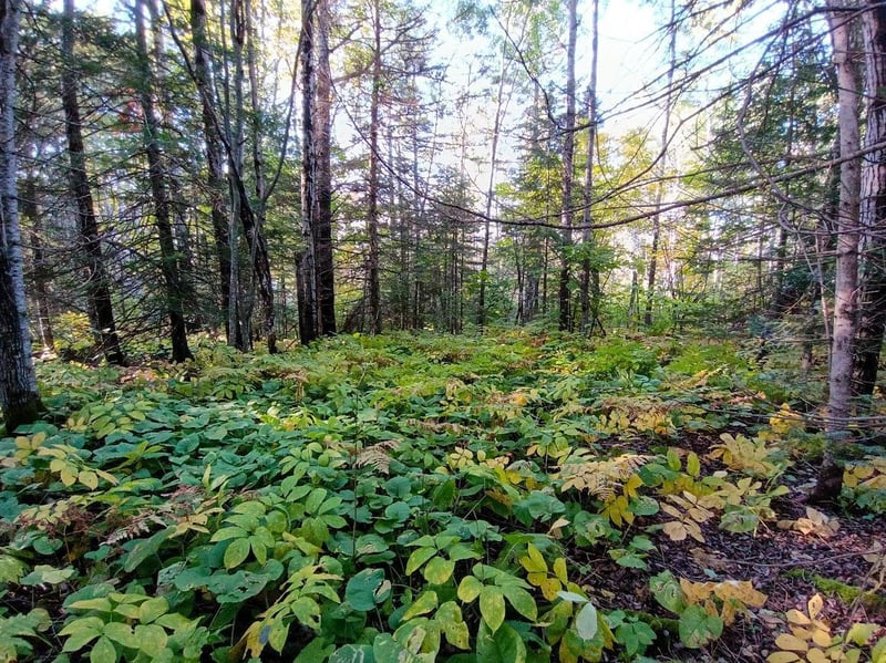 3x Brandon Ln, Grand Marais, MN 55604