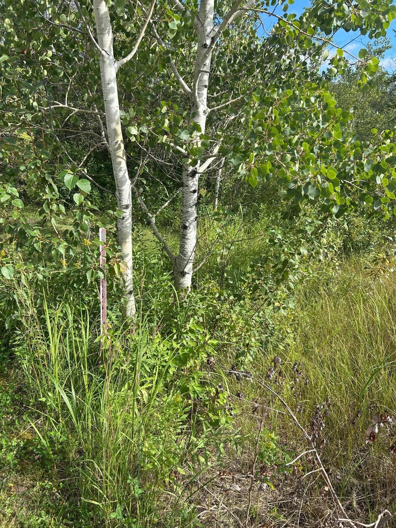 TBD 340th Ave, Roseau, MN 56751