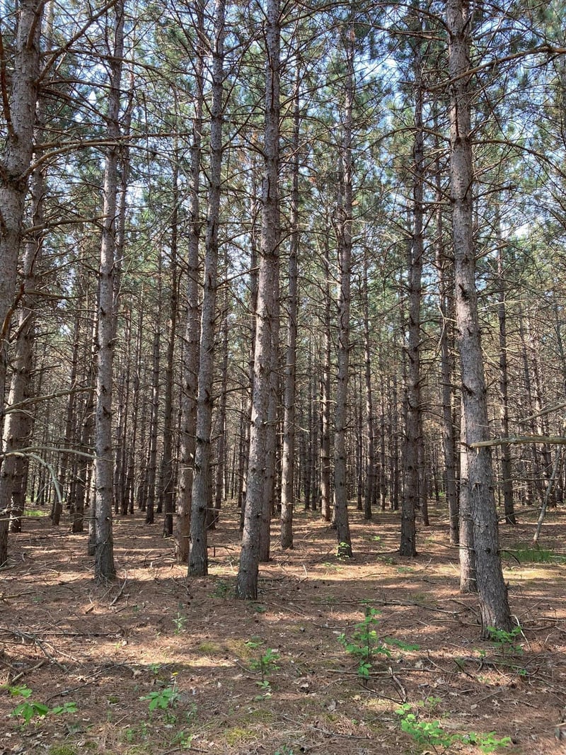Lot 6 Fawn Lake Rd, Crosslake, MN 56472