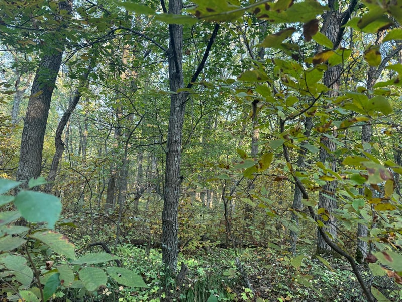 TBD Dell Marie Pl, Breezy Point, MN 56472