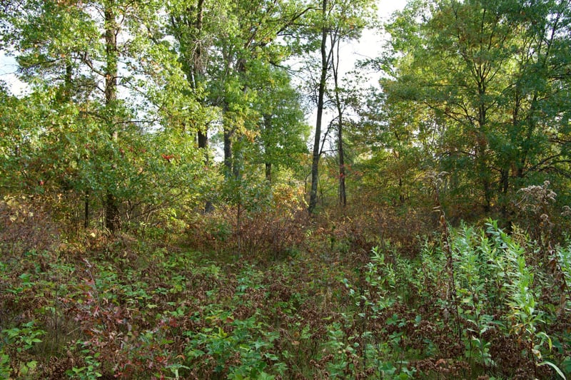 21.8 Acres Hwy 371, Brainerd, MN 56401