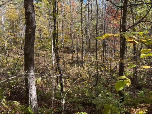 TBD County Road 12, Akeley, MN 56433