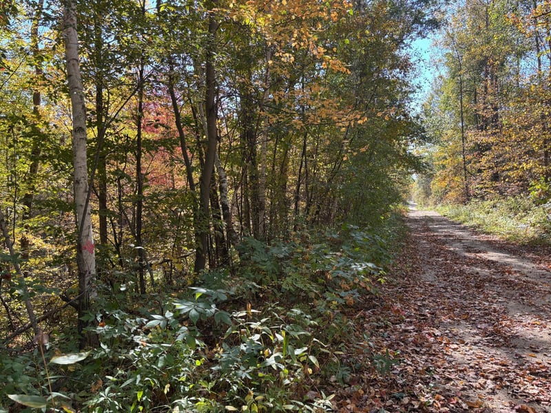 TBD County Road 12, Akeley, MN 56433