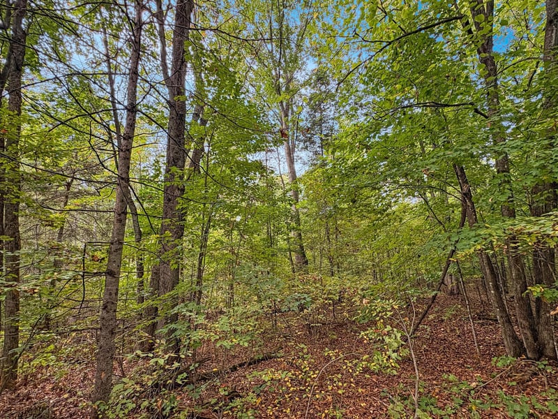 TBD Bean Brook Ln, Stone Lake, WI 54876