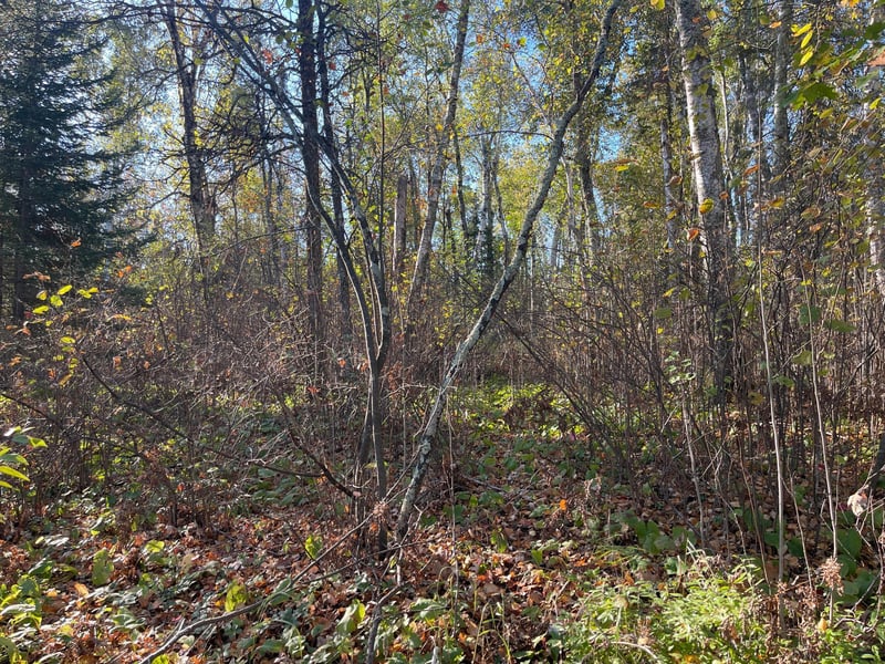 TBD-2 Oak Leaf Rd, Kerrick, MN 55756