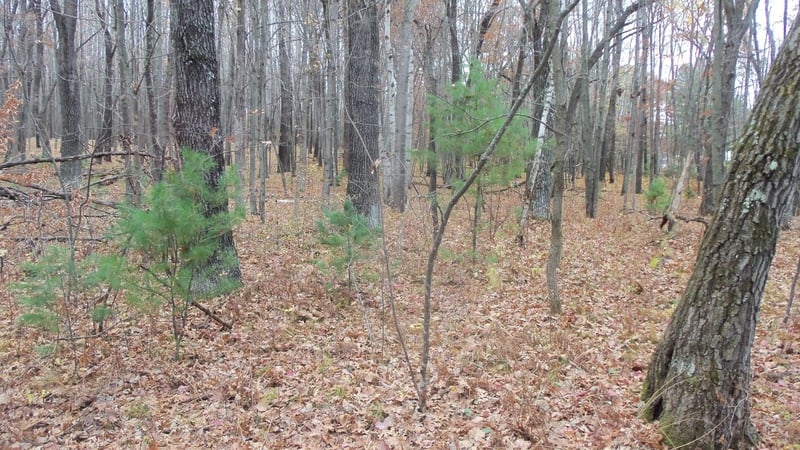 LOT 8 Herman Johnson Rd, Siren, WI 54872
