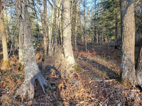 XXX Rapid River, Baudette, MN 56623