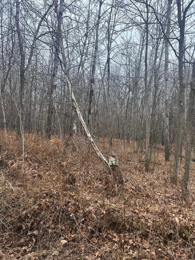 TBDx Golf Course Dr, Cushing, MN 56443
