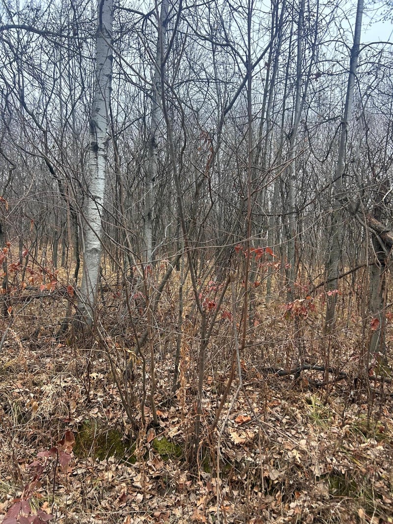 TBDxx Golf Course Dr, Cushing, MN 56443