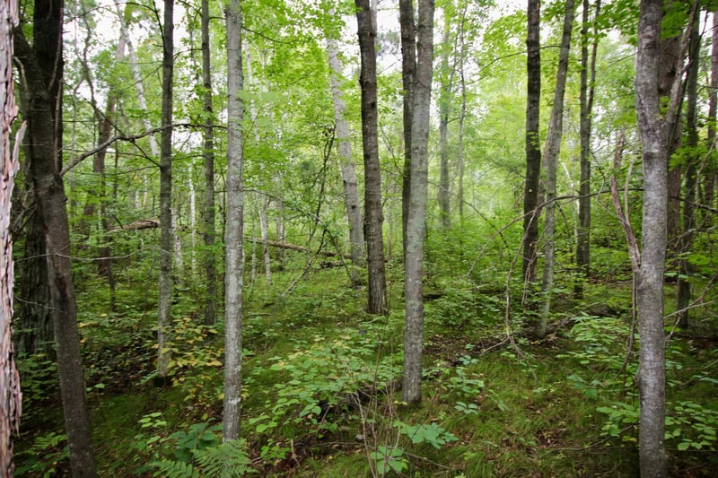 TBD Gravdahl Dr, Pequot Lakes, MN 56472