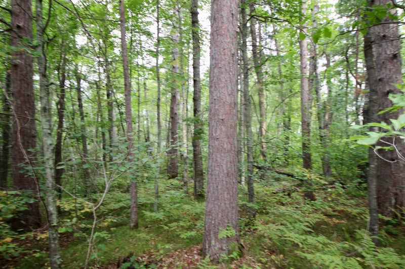 TBD Gravdahl Dr, Pequot Lakes, MN 56472