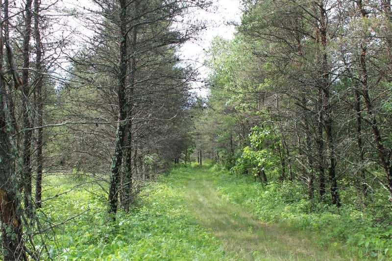 XXX Anderson Rd, Grantsburg, WI 54840
