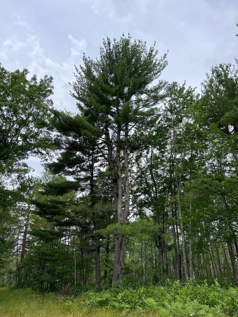 W37XX Frog Creek Rd, Minong, WI 54859