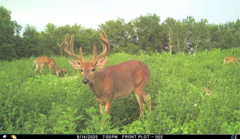 TBD Cty 13, Rushford, MN 55971