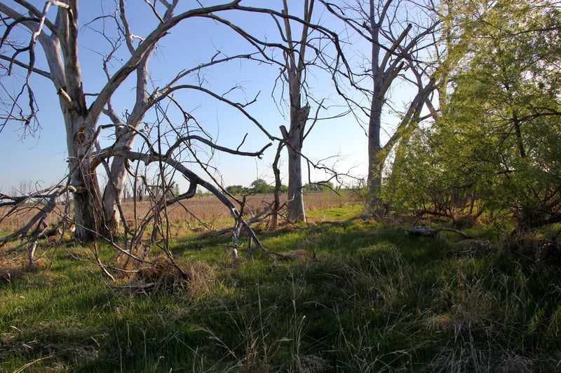 TBD County Highway 14, Madison, MN 56256