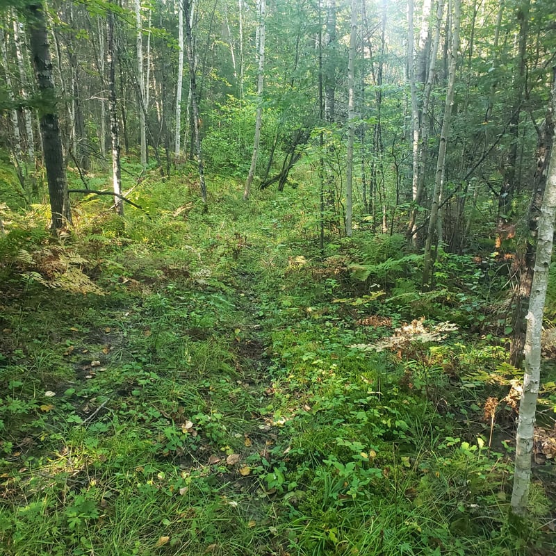 TBD Gamma Rd, Kabetogama, MN 56669
