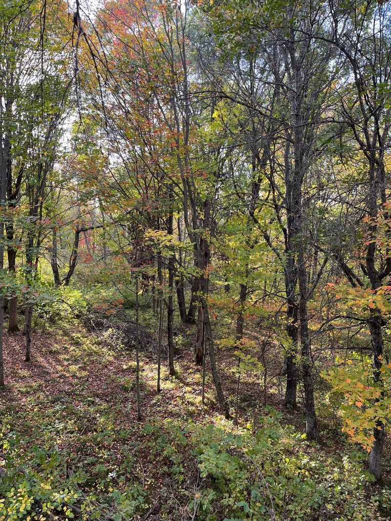 0 Levi Ln, Crosslake, MN 56442