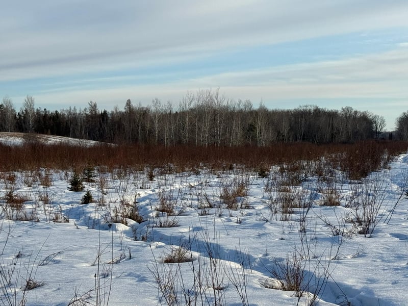 TBD Scotch Pine Rd, Finlayson, MN 55735