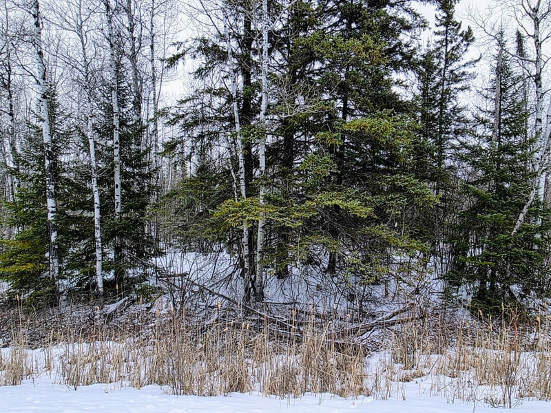 TBD County Road 91, International Falls, MN 56649