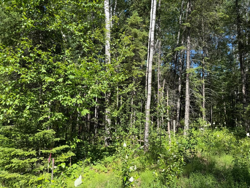 TBD Town Road 211, International Falls, MN 56649