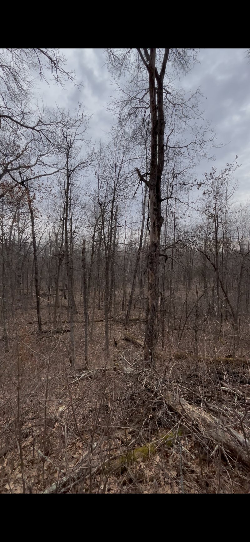 TBD Big Pine Trl, Crosslake, MN 56442