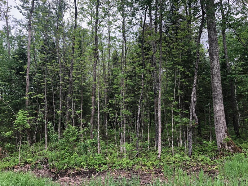 9a Hines Road Ne, Hines, MN 56647
