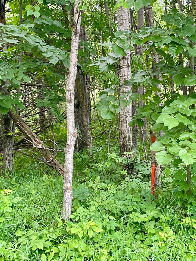 TBD Pacer Dr, Browerville, MN 56438