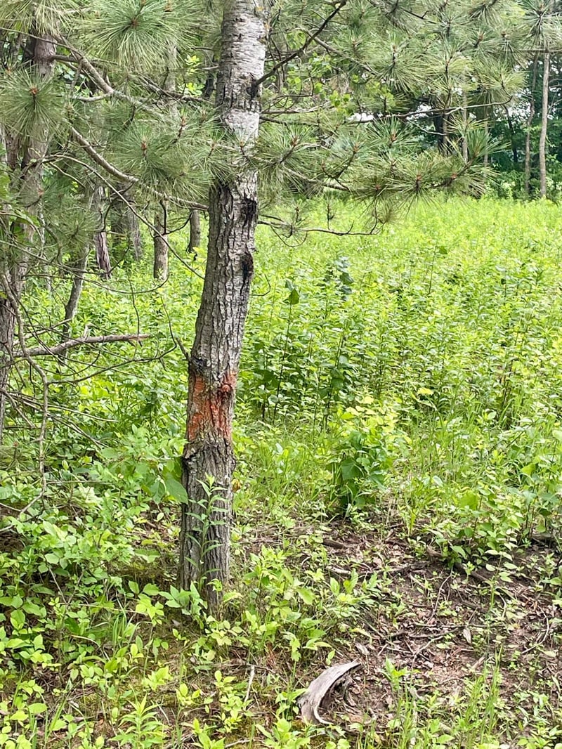TBD Pacer Dr, Browerville, MN 56438