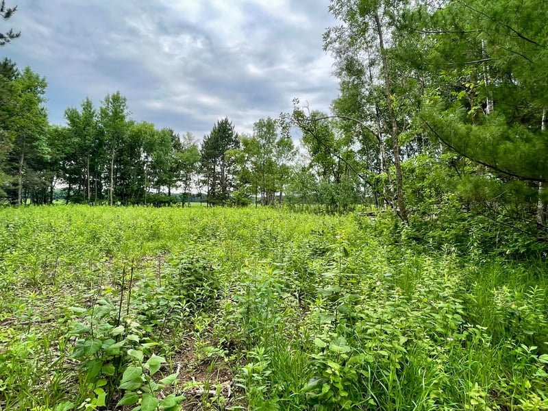 TBD Pacer Dr, Browerville, MN 56438