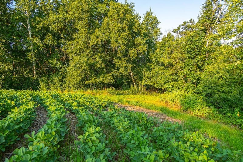 TBD County S Rd, Blair, WI 54616