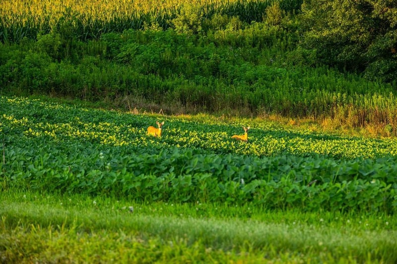 TBD Cty Road S, Blair, WI 54616
