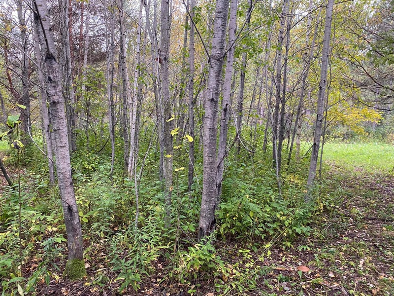 TBD LOT 13 Owl Ave, Aitkin, MN 56431