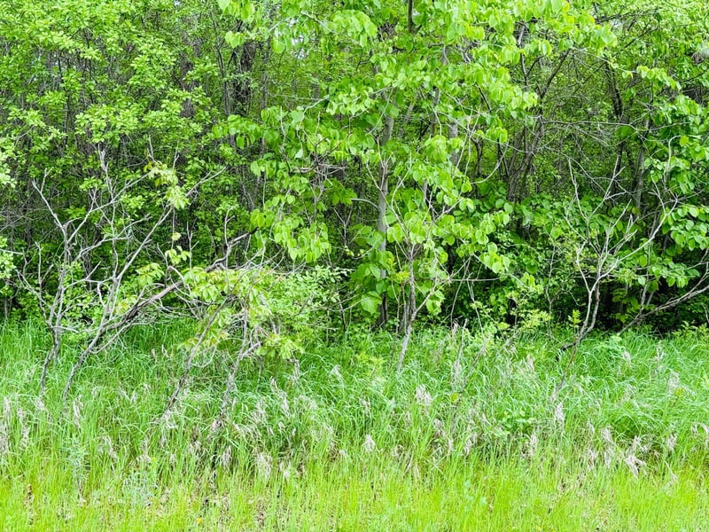 Lot 3 Canterbury Sands Trl, Battle Lake, MN 56515