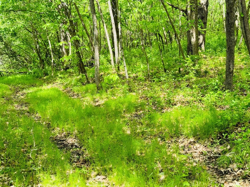 Lot 4 Canterbury Sands Trl, Battle Lake, MN 56515