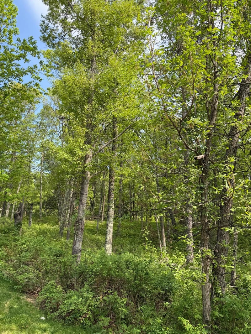 0 Sugarloaf Rd, Crosslake, MN 56442