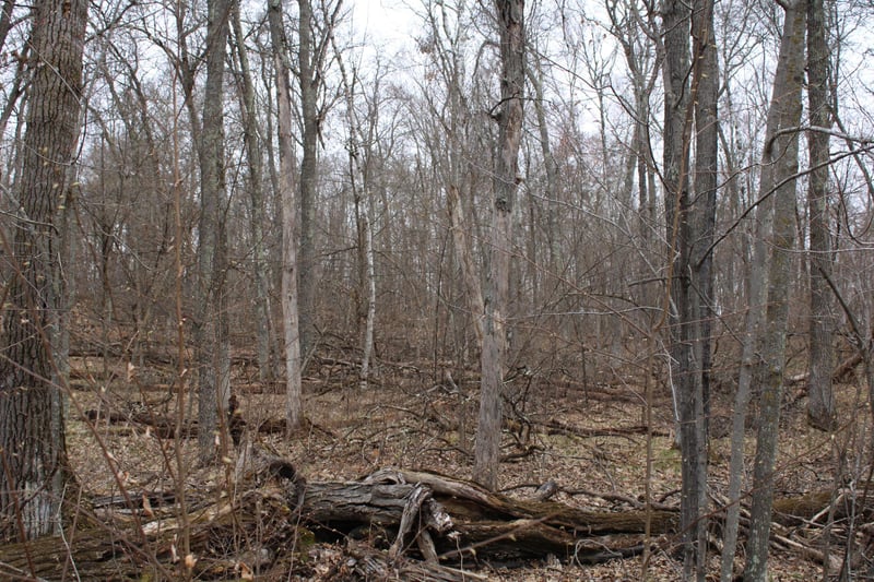 TBD St Moritz Blvd, Breezy Point, MN 56472