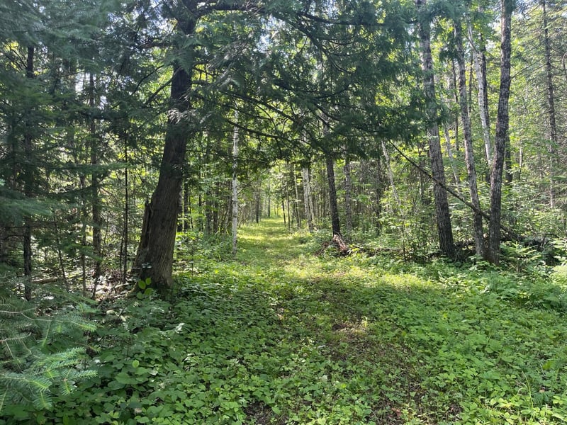 TBD Town Road 118, Birchdale, MN 56629
