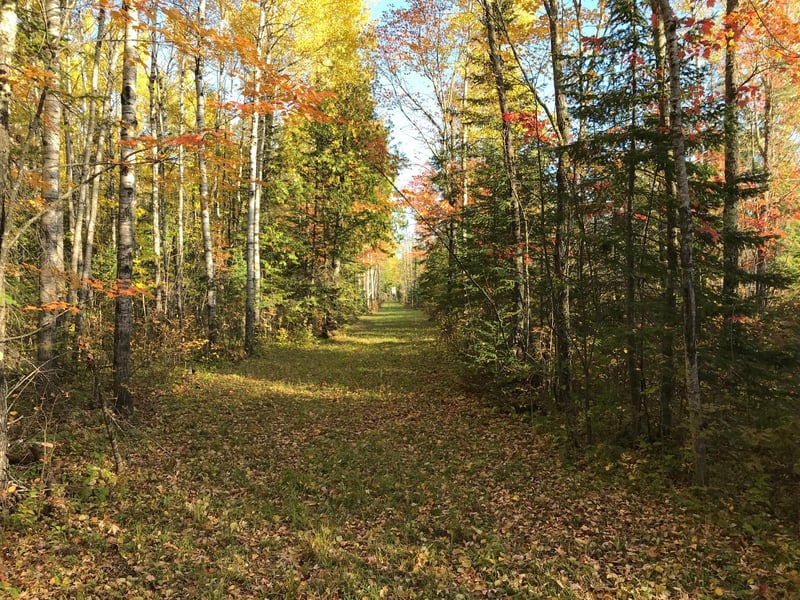 TBD Town Road 118, Birchdale, MN 56629