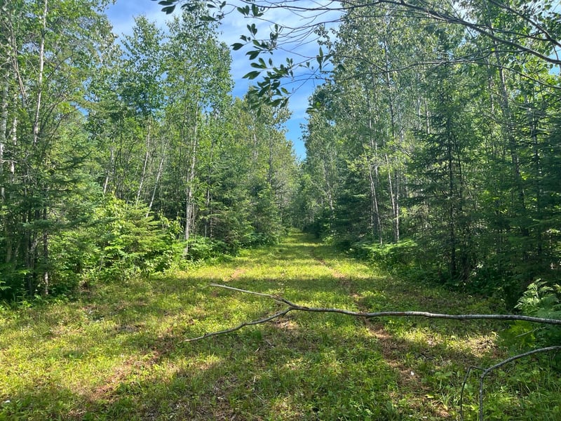 TBD Town Road 118, Birchdale, MN 56629