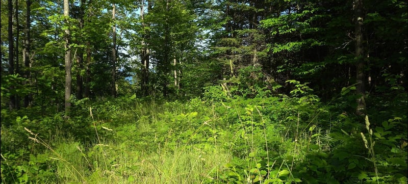 83xxx - Lot 12 Ashwabay Rd, Bayfield, WI 54814