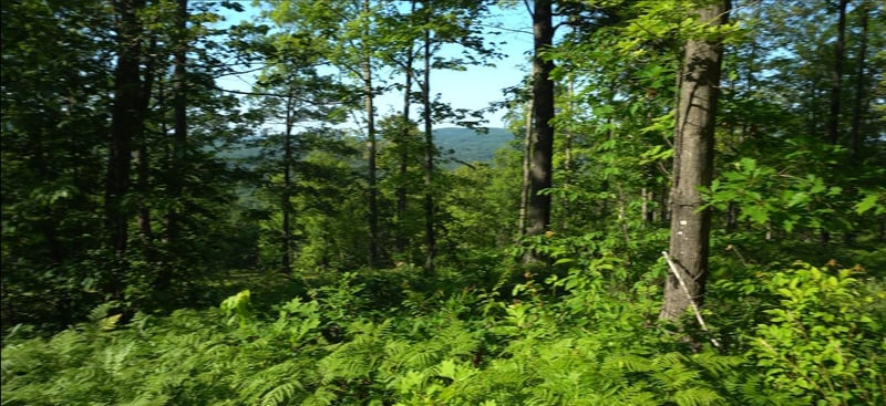 83xxx - Lot 12 Ashwabay Rd, Bayfield, WI 54814