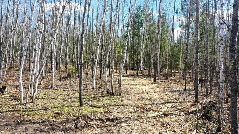 TBD Parcel F Frazer Bay Rd, Cook, MN 55723