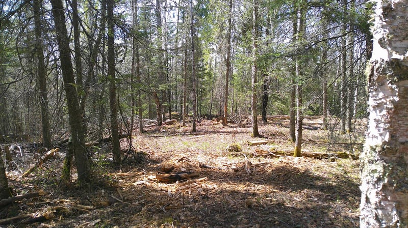 Parcel W Tbd Frazer Bay Rd, Cook, MN 55723