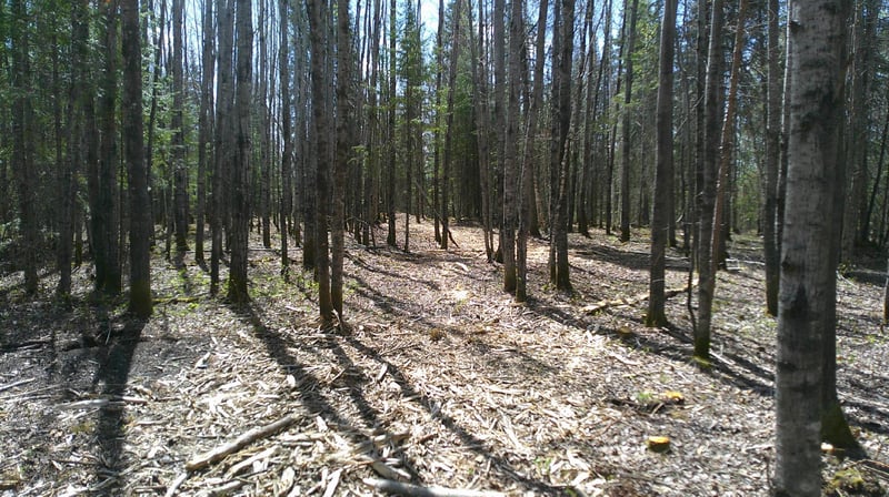 Parcel W Tbd Frazer Bay Rd, Cook, MN 55723