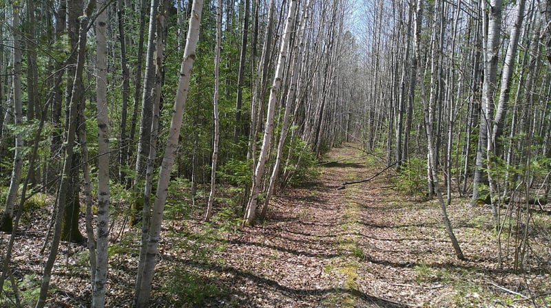 TBD Parcel Y Frazer Bay Rd, Cook, MN 55723