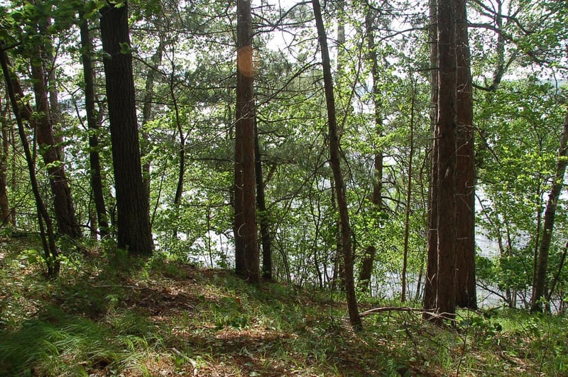 TBD Rognaldson Rd, Brainerd, MN 56401