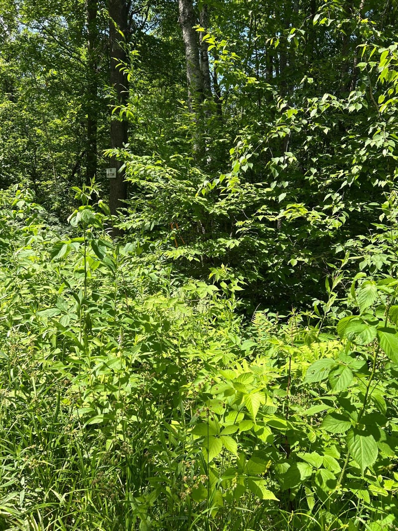 TBD1 Duncan Rd, Sandstone, MN 55072